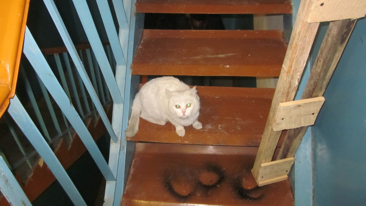 найдена кошка, окрас белый, среднего размера, короткошёрстная, милая, добрая Z_fc679fb2